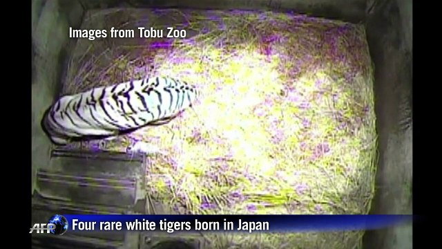 Rare white tigers are born in Japan