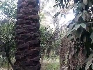 هذا المكان الذي كل يوم يقتل منه مئات من آهل السنة