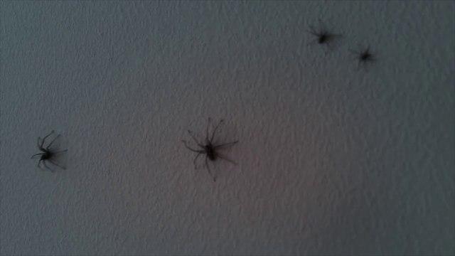 Un appartement envahi d'araignées