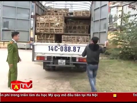 Le sauvetage de milliers de chats destinés à être mangés au Vietnam