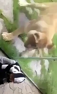 Lion mistaking a little boy for a ZEBRA