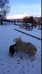 Pet the lamb that thinks it's a dog!