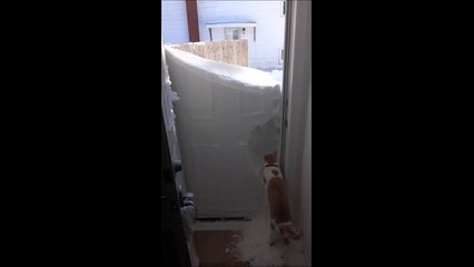 rudiger only kind of loves the snow