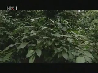 GMO - Na Rubu Znanosti