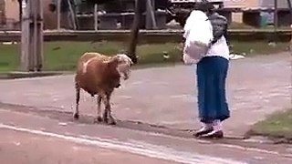 Very Cary Goat - Ha Ha Ha Must watch and Share it