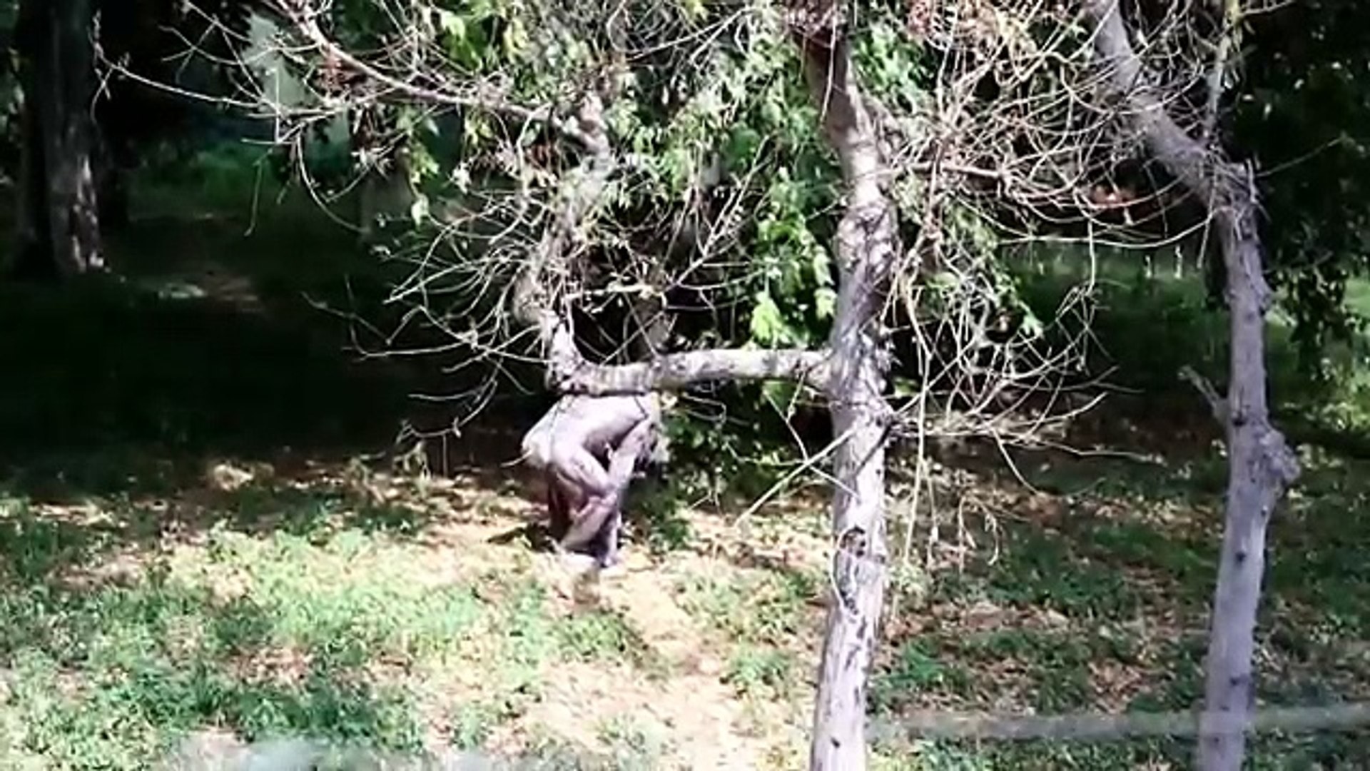 A Rare Video On Wild Man