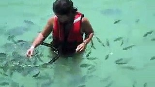 Little Fishs and Baby shark -