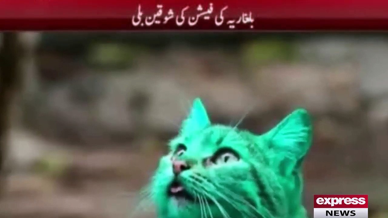 Green the HULK cat