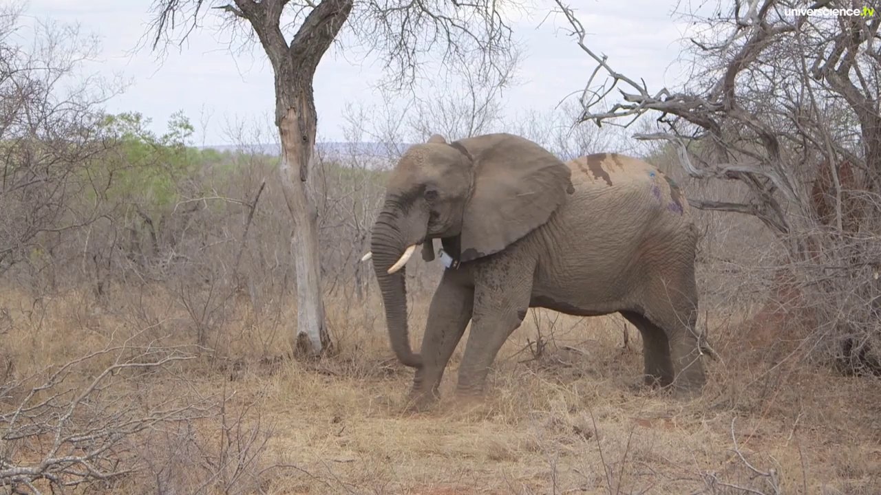 Les éléphants de Makalali