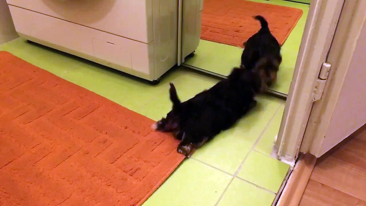 Puppy and mirror