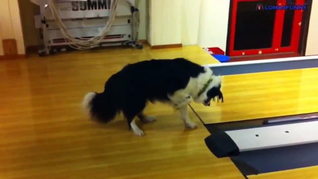 Videos que dan risa los perros mas graciosos de internet perros que dan risa Especial animales