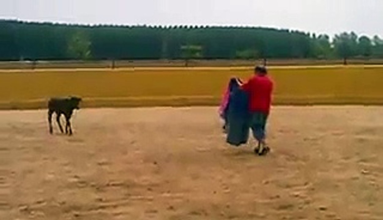 Brave calf bull attacks man - Быченок наказал мужика - прикол !