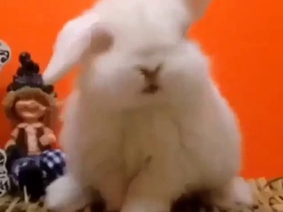cute bunny