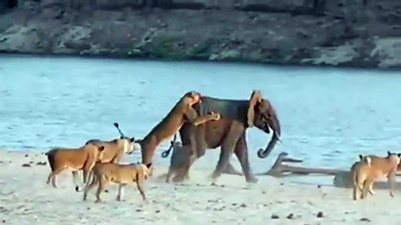 Young elephant VS 14 Lions