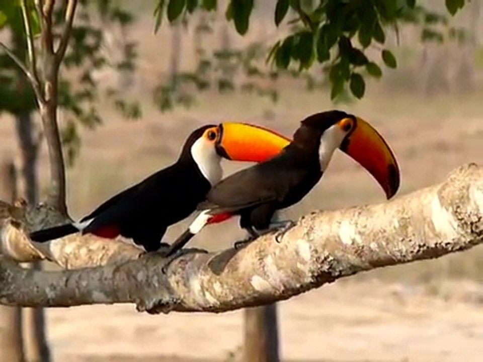 28.9.13 Toucan toco (Ramphastos toco albogularis, Toco Toucan)