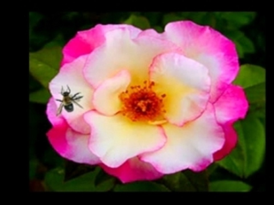 Hungry Bee
