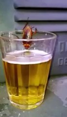 Un cafard en train de boire une bière
