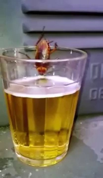 Un cafard en train de boire une bière