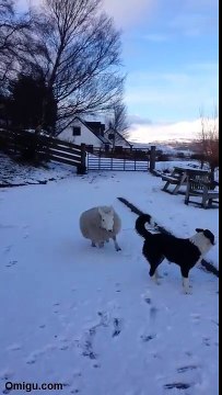 Pet the lamb that thinks it's a dog!