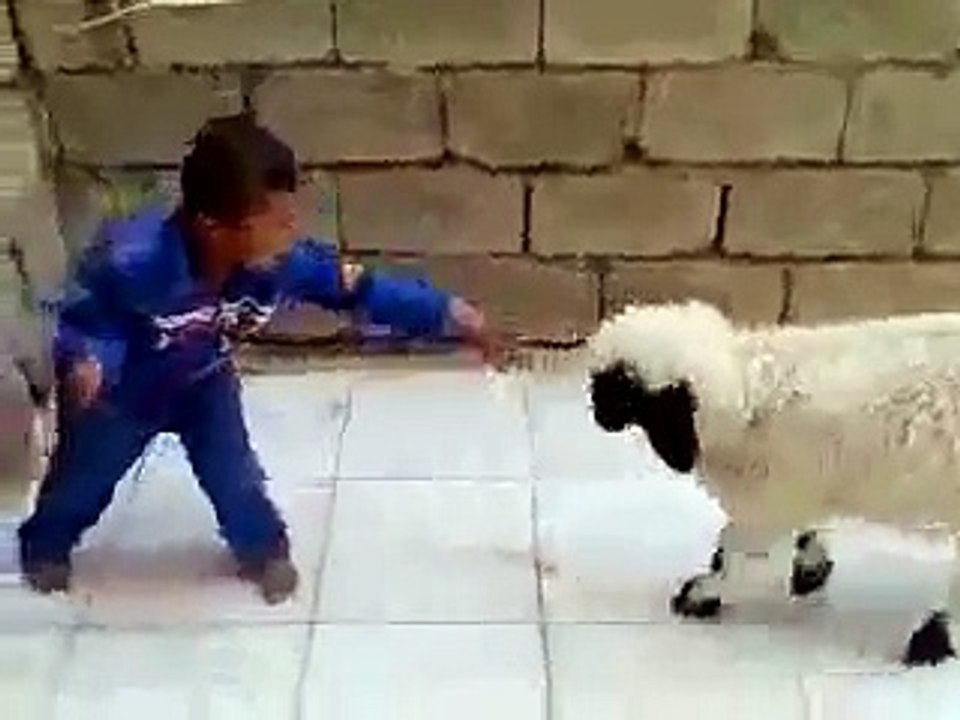 Child and Sheep Super Funny Video