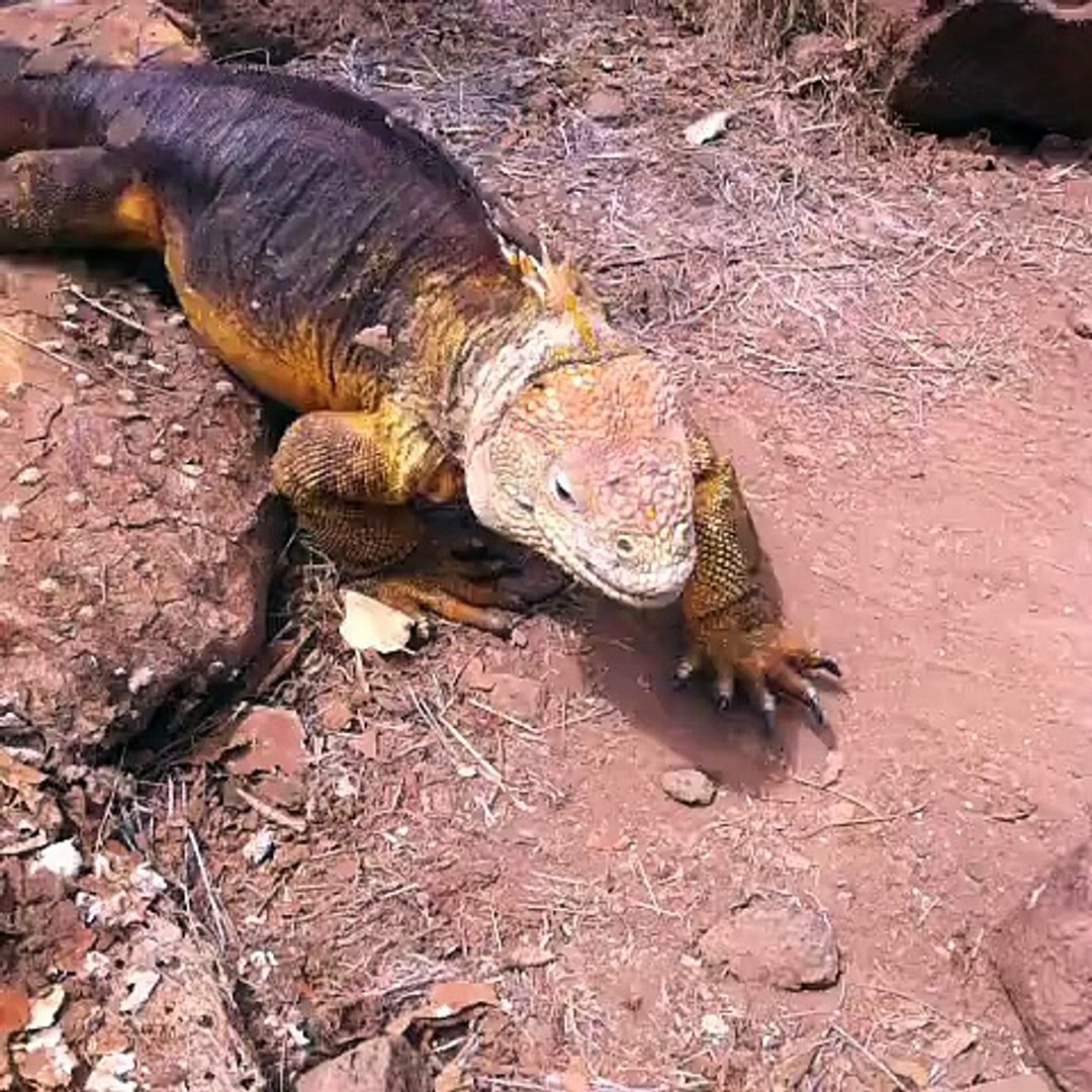 ⁣Iguana en las islas galápagos