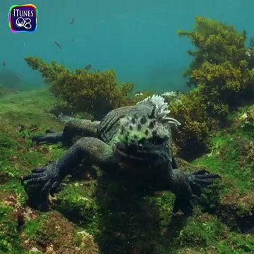 Fauna de las islas Galápagos