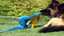 Cats and dogs vs parrots | Funny and cute animal compilation