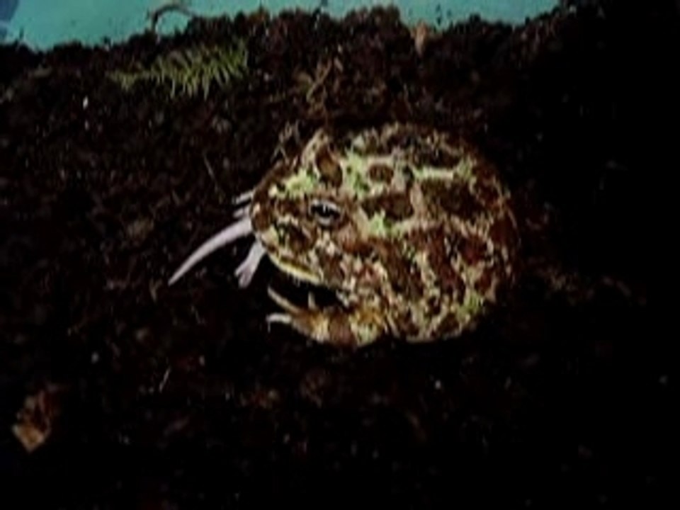 cératophrys cranwelli