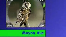 Moyen duc N