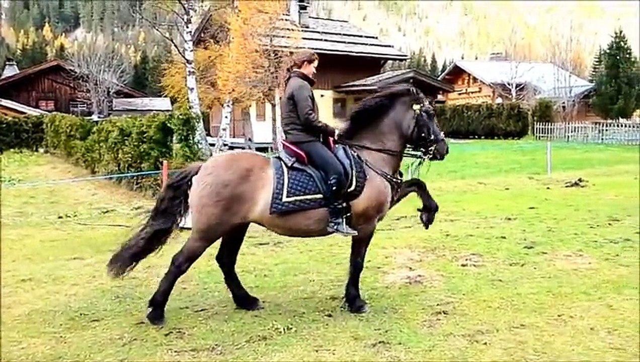 molène poney highland