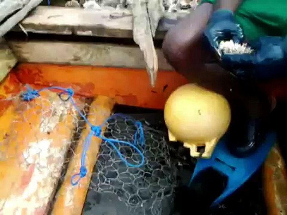 Pêche aux oursins DEC 2012 en Martinique version intégrale