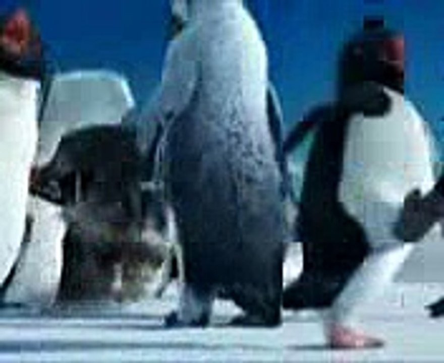 funny punjabi panguin