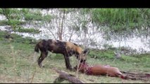 pregnant impala hunt and eaten by wild dog in africa
