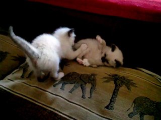 Lennon et la petite puce à Marianne