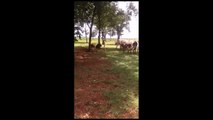 Vache contre mouton : double K.O