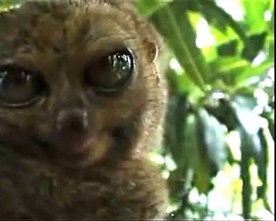 Stunned Lemur eyes  - У лемура глаза лезут на лоб от удевления ! Прикол !