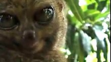 Stunned Lemur eyes  - У лемура глаза лезут на лоб от удевления ! Прикол !