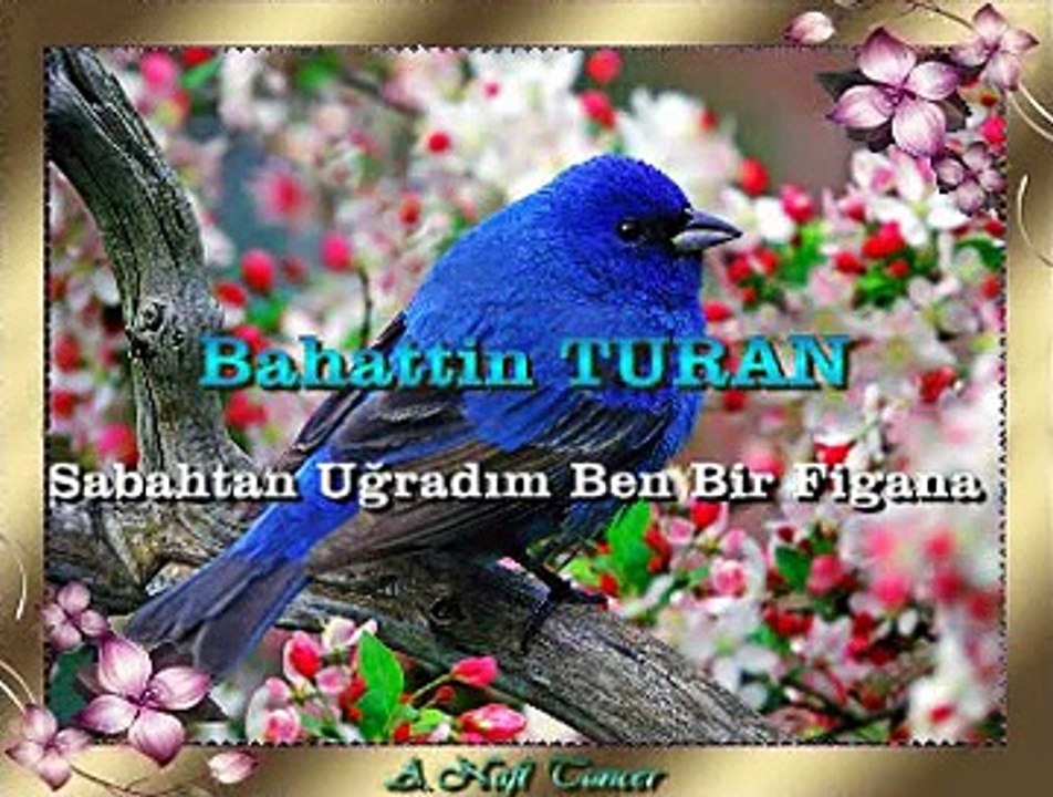 Bahattin TURAN *Sabahtan Uğradım Ben Bir Figana*