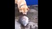 Dog tries to help fish - Добрая собака пытается помочь рыбке !