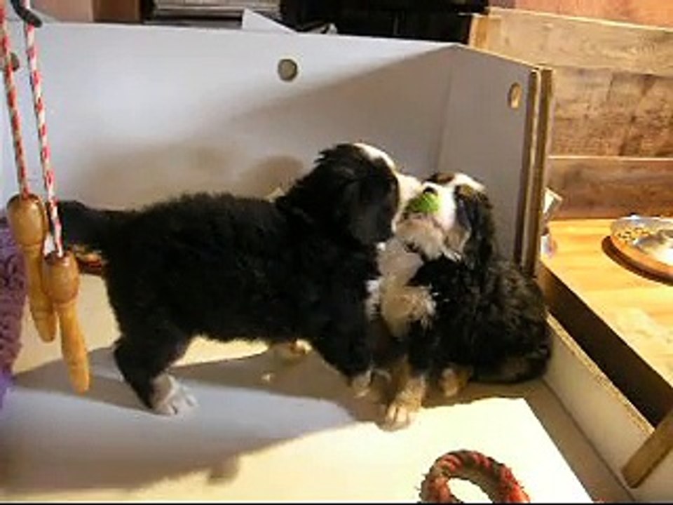 8 fév Jeu entre Lily Rose et mâle orange puis femelle mauve