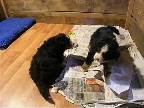 8 fév Lister avec la femelle verte puis mâle rouge