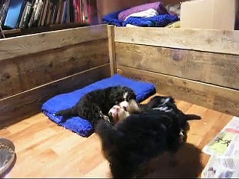 8 fév mâle rouge, Lister, et femelle mauve