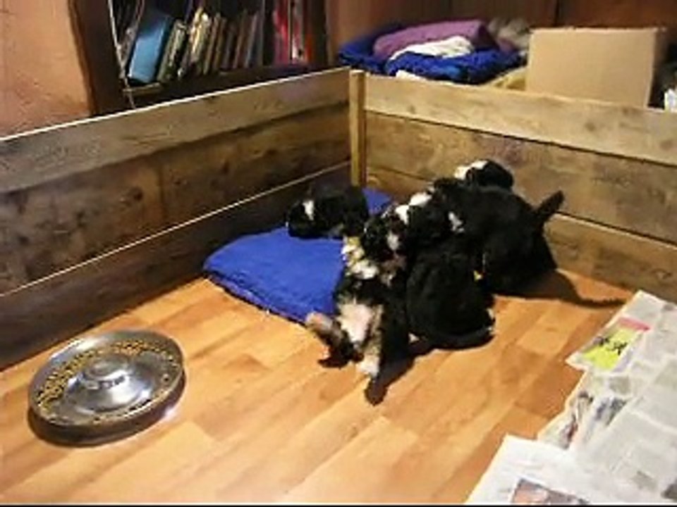 8fév Jeux tous les bébés sauf mâle orange