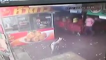 Man tries to kick Dog but face plants instead