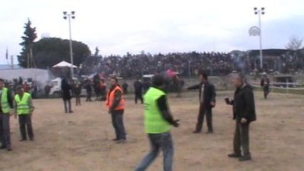 Umurbey Geleneksel Deve Güreşleri