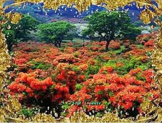 Gülşen KUTLU *Hüdayda* (Fidayda)