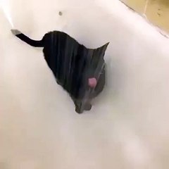 I can't get enough of this