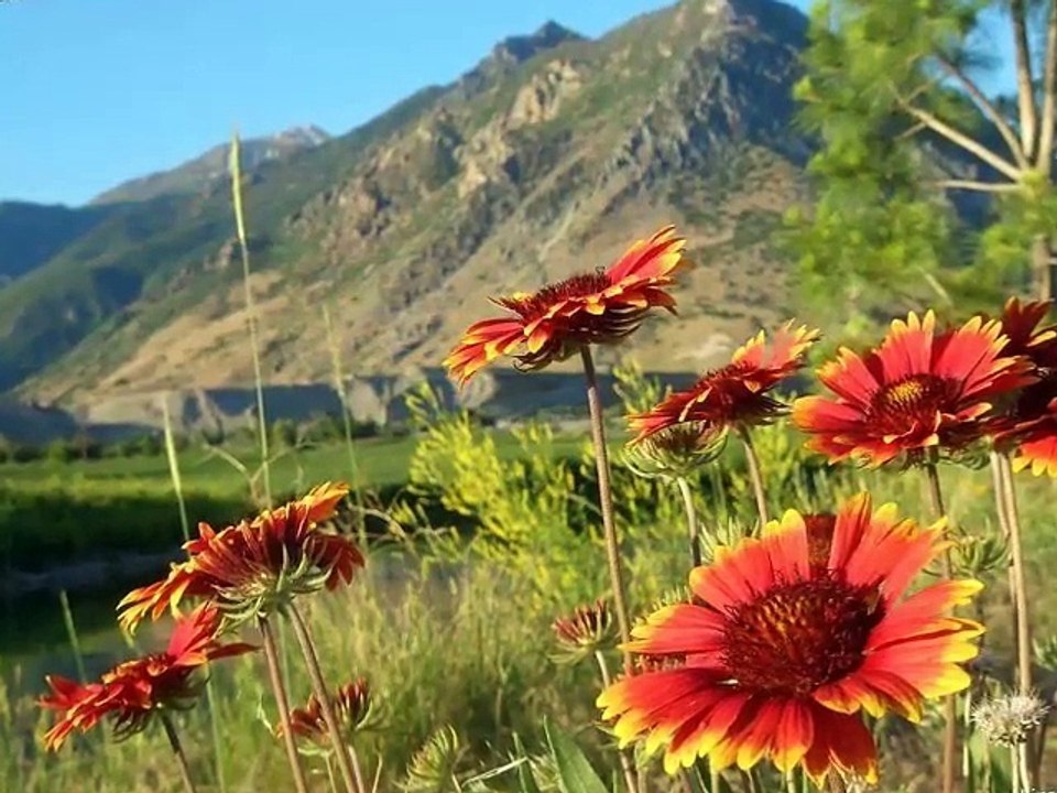 Zikirli İlahi Veysel Karani