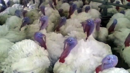 Fun with turkeys