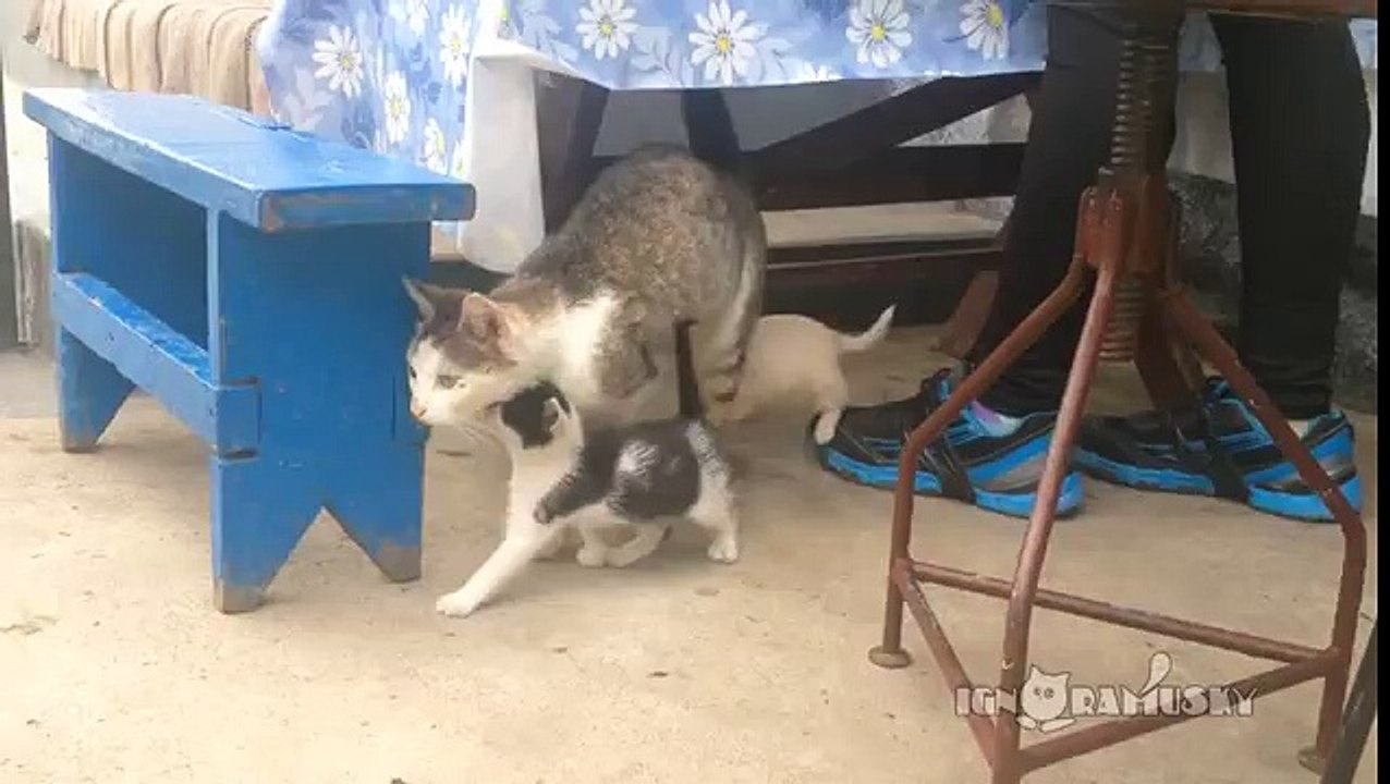 Puppy - i need your milk!